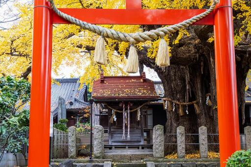 宮城野八幡神社と乳イチョウ⑾ 神社,宮城野八幡神社,神社仏閣の写真素材