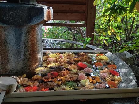 花手水 花手水の写真