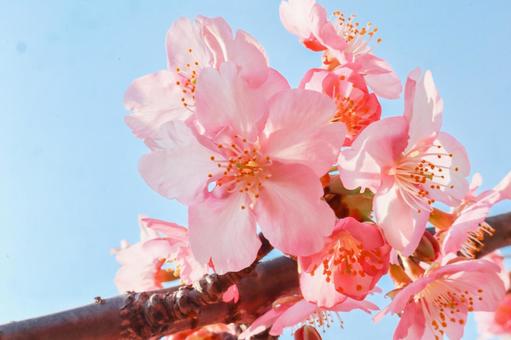 Photo, cherry blossoms, sakura, spring, 