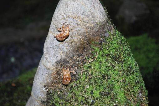 セミの抜け殻と岩苔 自然,岩,風合いの写真素材