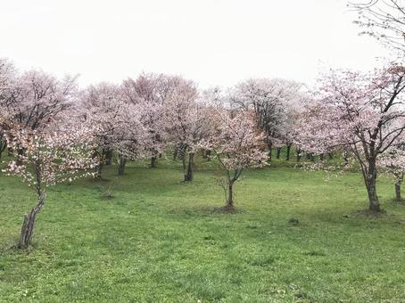桜並木 桜並木の写真