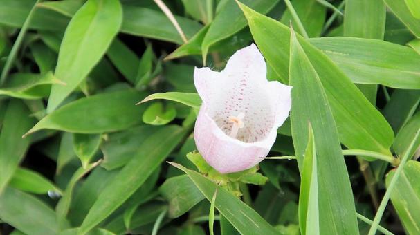 箱根駒ケ岳山頂に自生するヤマホタルブクロ 箱根駒ケ岳山頂に自生するヤマホタルブクロ ヤマホタルブクロ,山蛍袋,花の写真素材