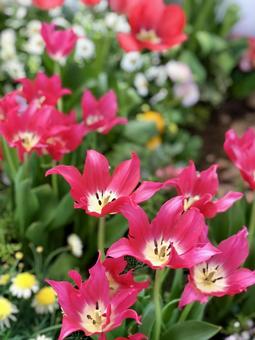 ピンクの変わり咲チューリップ チューリップ,ピンク,花畑の写真素材