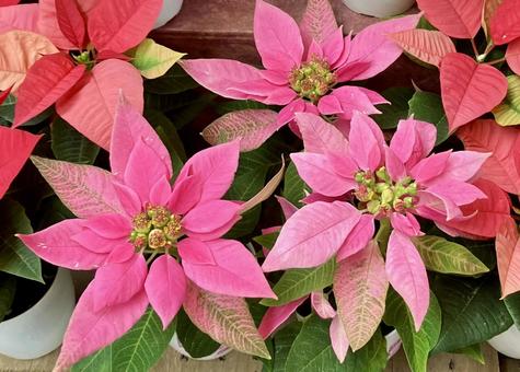 花★ポインセチア（ピンク）の写真