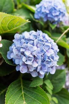 紫陽花_1 紫陽花,アジサイ,あじさいの写真素材
