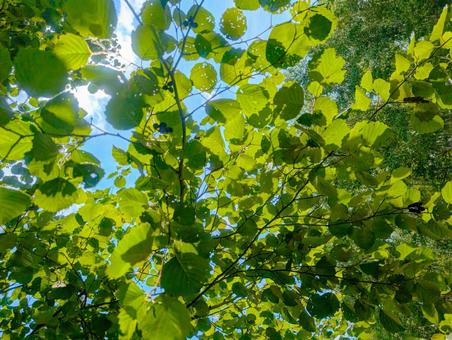 新緑と木漏れ日 新緑,葉,緑の写真素材