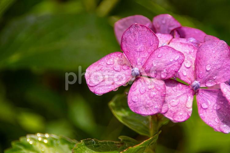 雨上がりの紫陽花　1 雨上がり,紫陽花,水滴の写真素材