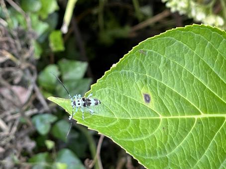 ラミーカミキリ ラミーカミキリの写真