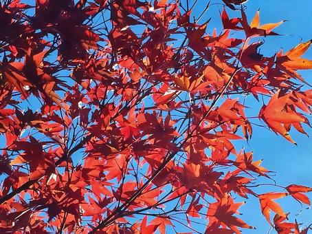 青空と紅葉 紅葉,モミジ,赤の写真素材