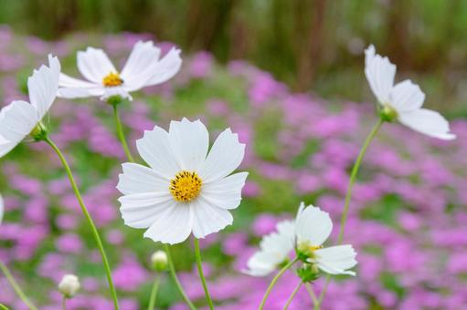 コスモスの写真