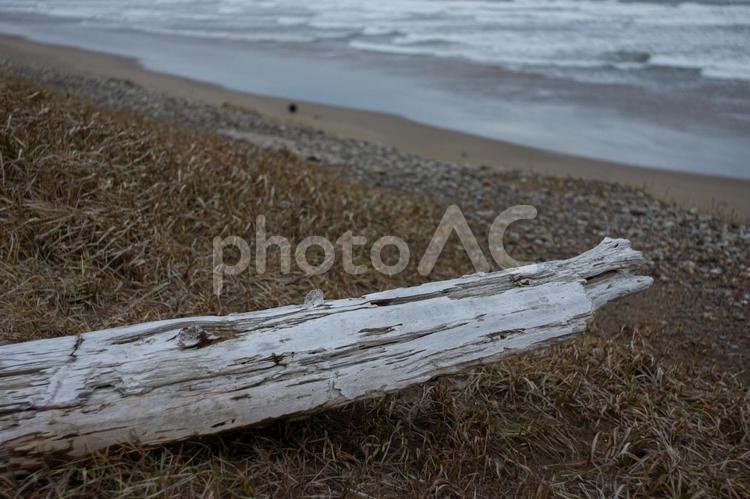 秋_海岸 海岸,流木,秋の写真素材