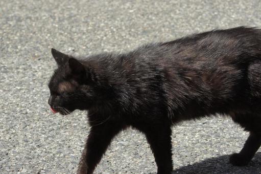 ねこ ねこの写真