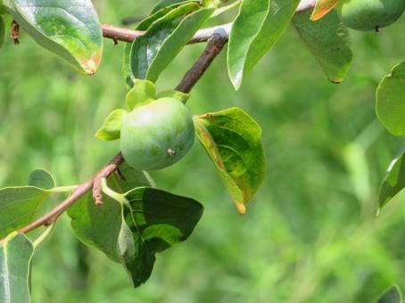 Photo, persimmon, fruit, fruits, 