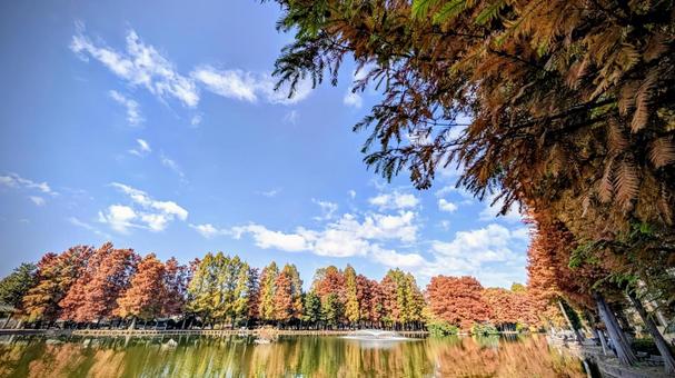 秋の別所沼公園 別所沼公園,秋,紅葉の写真素材