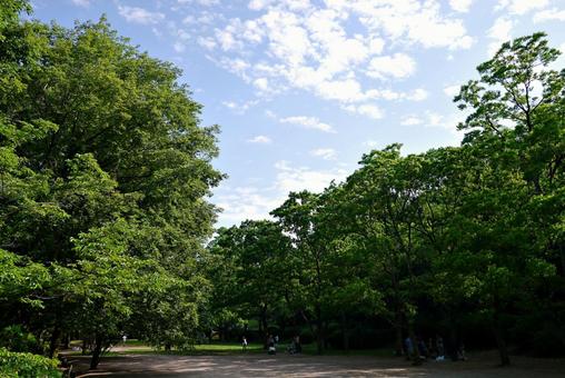 夏の公園風景 夏の公園風景 公園風景,夏,初夏の写真素材