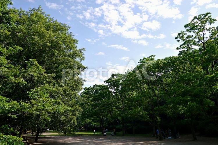 夏の公園風景 公園風景,夏,初夏の写真素材