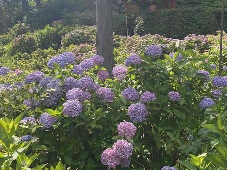 紫陽花 紫陽花の写真