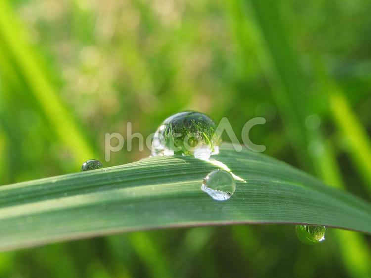 自然の水滴と朝の光Water drops 水滴,しずく,雨の写真素材