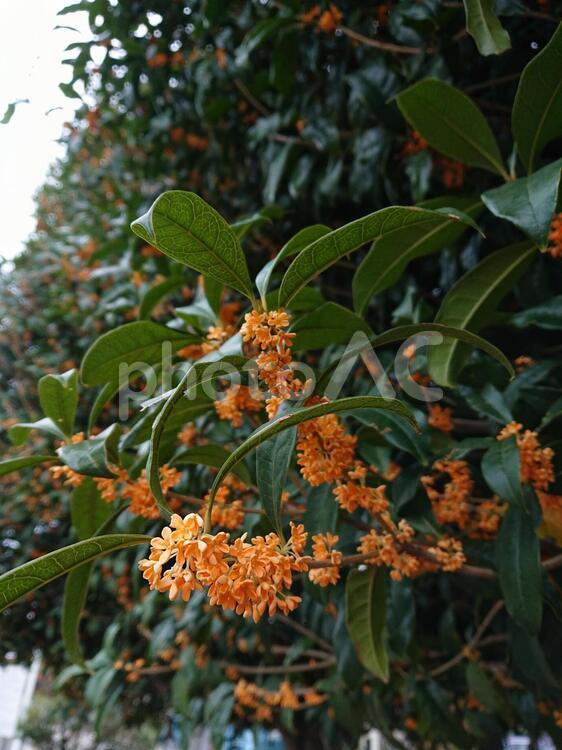 キンモクセイ 葉,自然,木の写真素材