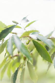 どんぐり どんぐり,秋,緑の写真素材