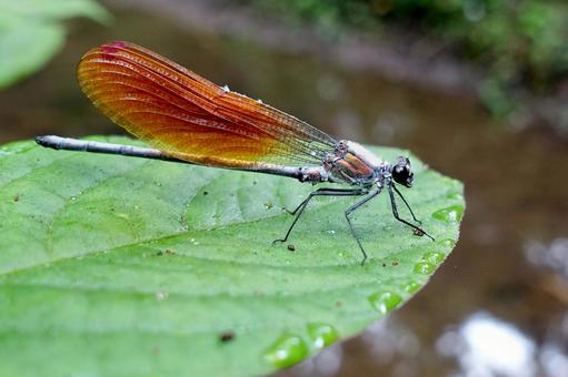 カワトンボ カワトンボ,ニホンカワトンボ,トンボの写真素材