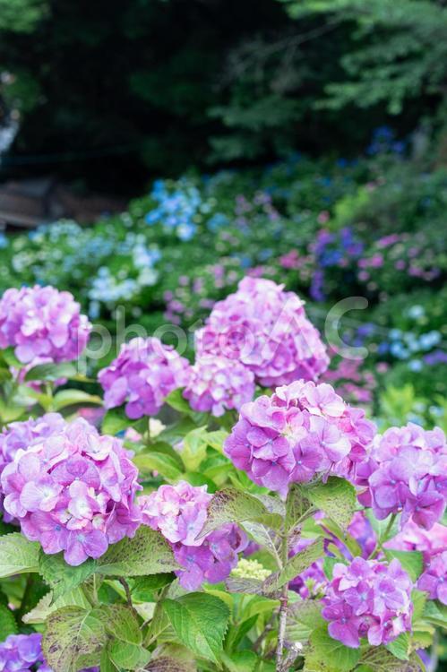 形原温泉アジサイの里　満開のアジサイ 紫陽花,アジサイ,形原温泉の写真素材
