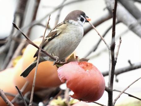 柿の実を食むスズメ 鳥,野鳥,スズメの写真素材