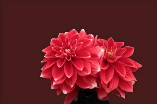 花模様ーダリア大輪 花模様ーダリア大輪の写真