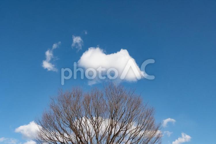 木の枝と雲 雲,木,枝の写真素材