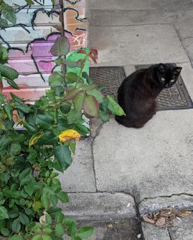 Photo, black cat, stray cat, noraneko, 