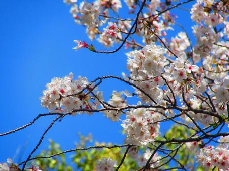 サクラ 桜,花,植物の写真素材