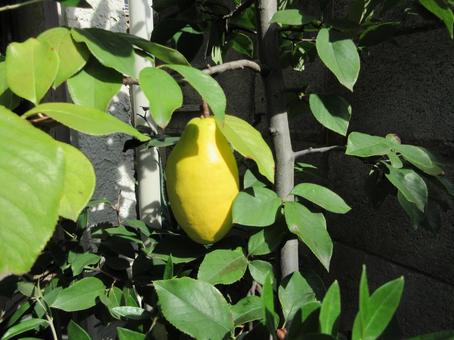 カリン  ０１ カリン,花梨,果樹の写真素材