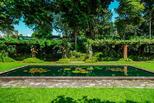 【シンガポール】植物園オーキッドガーデン ナショナル,オーキッドガーデン,ガーデンの写真素材