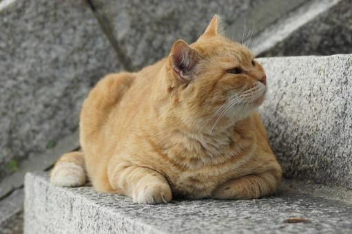 ねこ 箱座り,飼い猫,家猫の写真素材