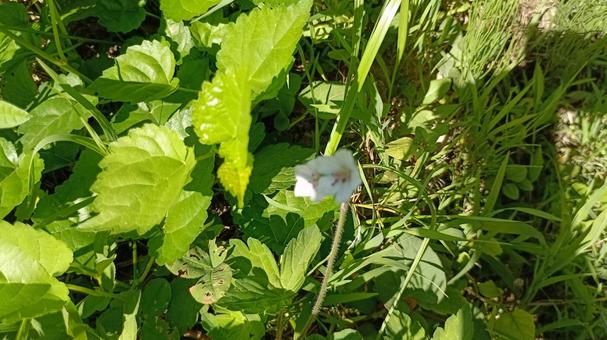 三大薬草・ゲンノショウコ 三大薬草・ゲンノショウコ ゲンノショウコ,花,薬草の写真素材