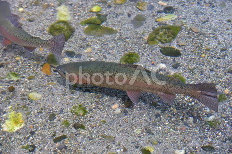 透き通った水中を泳ぐニジマス２ ニジマス,魚,淡水魚の写真素材