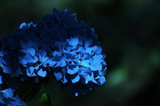 Flower pattern - Hydrangea - Dark image, flower, hydrangea, blue hydrangea, JPG