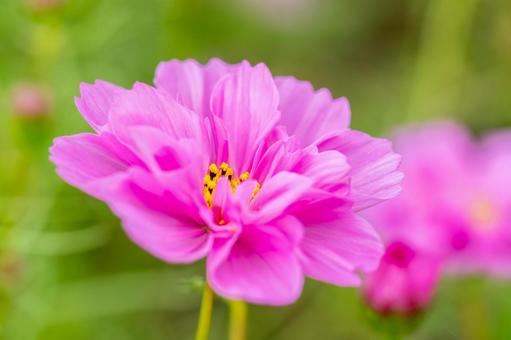 コスモス(49) コスモス(49) 花,コスモス,アキザクラの写真素材