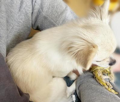 飼い主の足に顔を乗せるチワワ チワワ,室内犬,ペットの写真素材