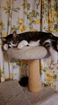 猫　だらんの写真