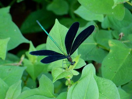 【昆虫写真】ハグロトンボ(羽黒蜻蛉) 【昆虫写真】ハグロトンボ(羽黒蜻蛉)の写真