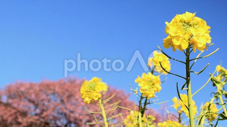 菜の花と河津桜 桜,春,花の写真素材