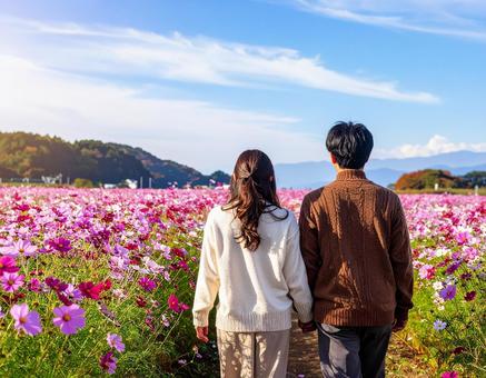 秋のコスモス畑を散歩する男女 秋のコスモス畑を散歩する男女の写真