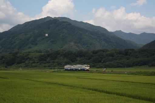 夏の田んぼを走る列車 夏の田んぼを走る列車の写真