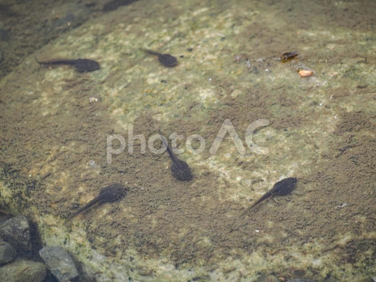 黒いオタマジャクシ オタマジャクシ,水辺,水面の写真素材