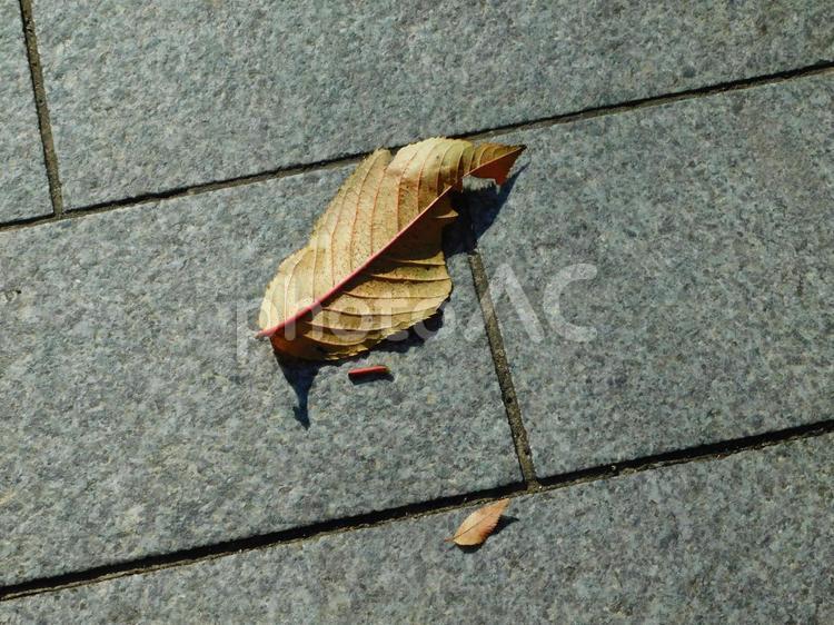 敷石に落ちた大小の落葉 秋,落葉,枯れ葉の写真素材