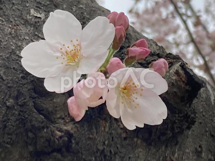 桜のクローズアップ 春,自然,屋外での写真素材