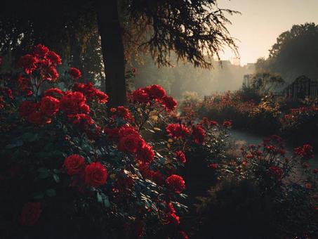 赤いバラ園の写真