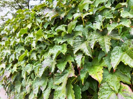雨に濡れた緑の塀 雨に濡れた緑の塀 植栽,垣根,塀の写真素材