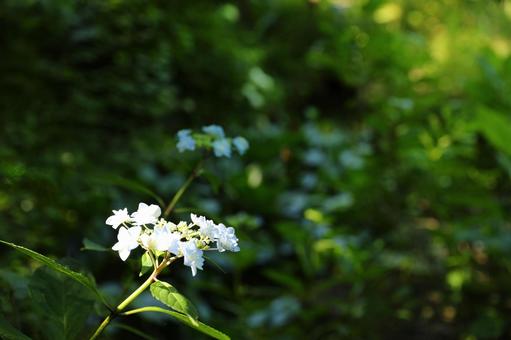 Photo, hiking, the scenery, hydrangea, 